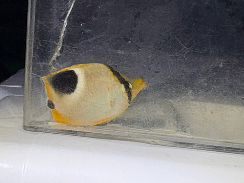Chaetodon ephippium observed 2026-10-17