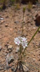 Allium haematochiton