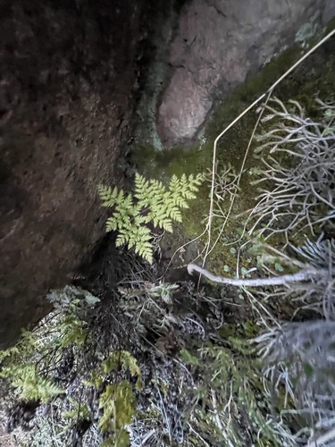Aspidotis californica, 2026-10-12