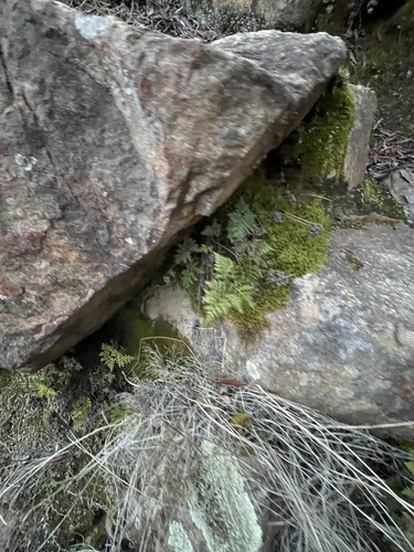 Aspidotis californica, 2026-10-12