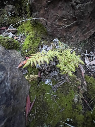 Aspidotis californica, 2026-10-12