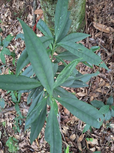 Symplocos wikstroemiifolia observed 2026-10-18