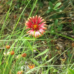 Gaillardia amblyodon