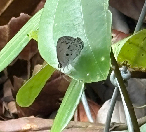 Acytolepis puspa