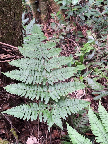Dryopteris sparsa observed 2026-10-18