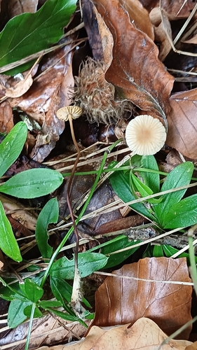 Marasmius torquescens