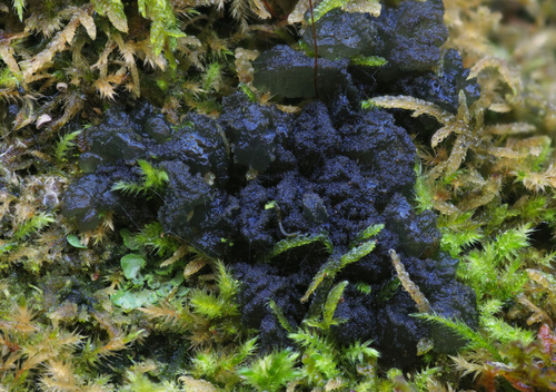 Leptogium observed 2026-10-17