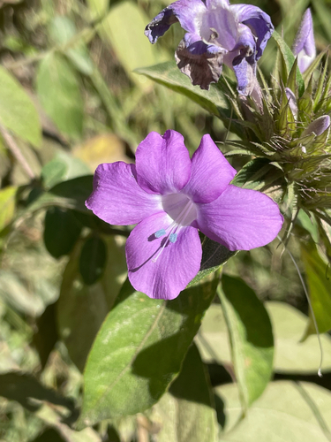 Barleria cristata observed 2026-10-14