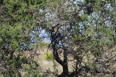 Aphelocoma wollweberi