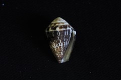 Conus chaldaeus