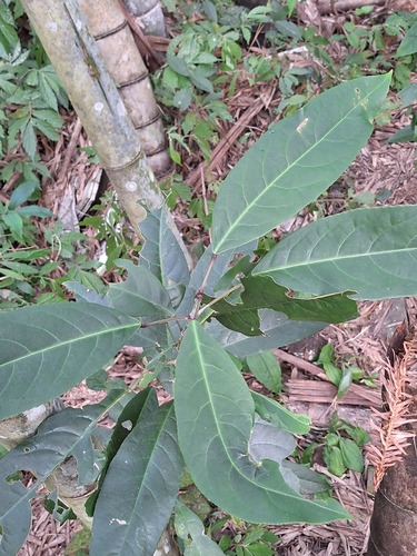Turpinia observed 2026-10-18
