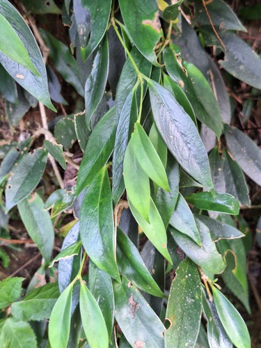 Aeschynanthus observed 2026-10-18