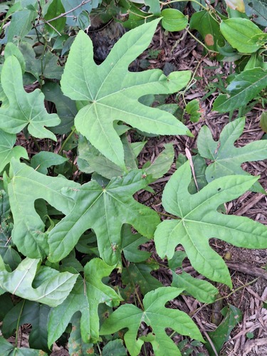 Fatsia polycarpa observed 2026-10-18