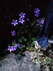 Campanula poscharskyana