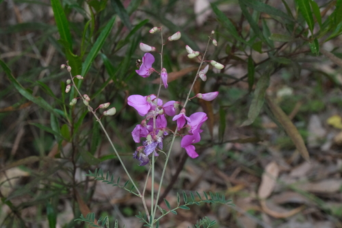 Swainsona galegifolia observed 2026-10-16
