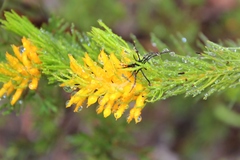 Persoonia acerosa