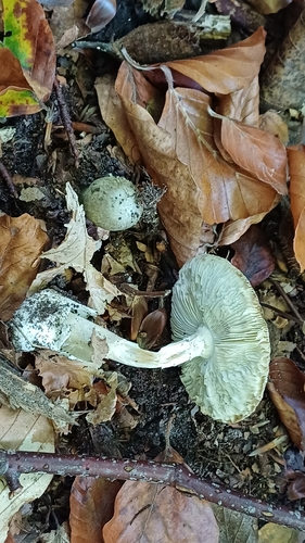 Deathcap