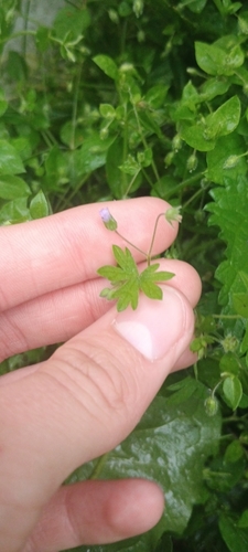 Small-flowered Crane's-bill