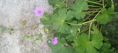 Hedgerow Crane's-bill