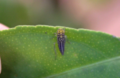 Dilobopterus costalimai