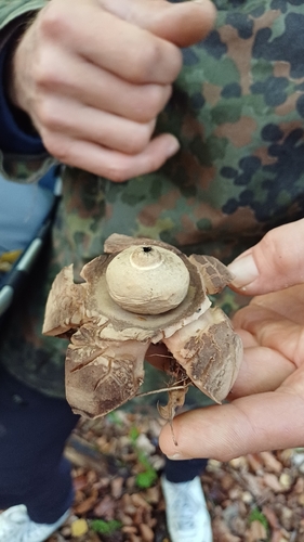 Collared Earthstar