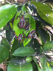 Pachylis acutangulus