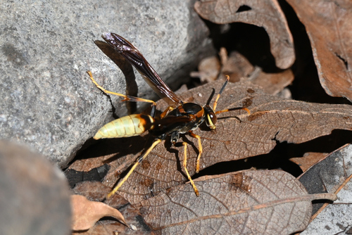 Comanche Paper Wasp