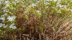 Leptosiphon floribundus glaber