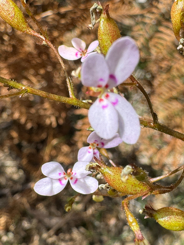 Stylidium laricifolium observed 2026-10-19