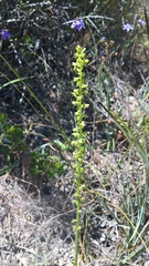 Platanthera cooperi