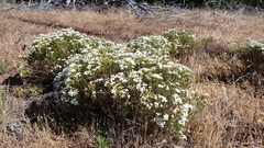 Leptosiphon floribundus glaber