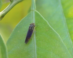 Dilobopterus costalimai