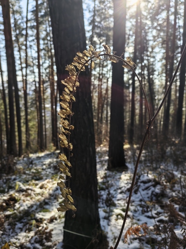 Actaea cimicifuga observed 2026-10-18