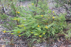 Persoonia acerosa