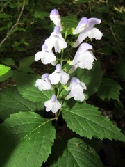 Scutellaria serrata