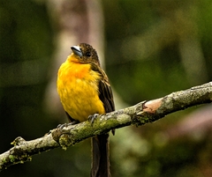 Ramphocelus flammigerus flammigerus