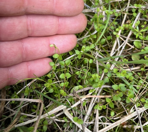 Gonocarpus micranthus observed 2026-10-19