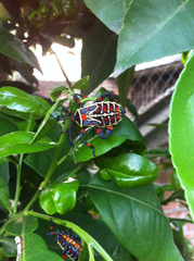 Pachylis acutangulus