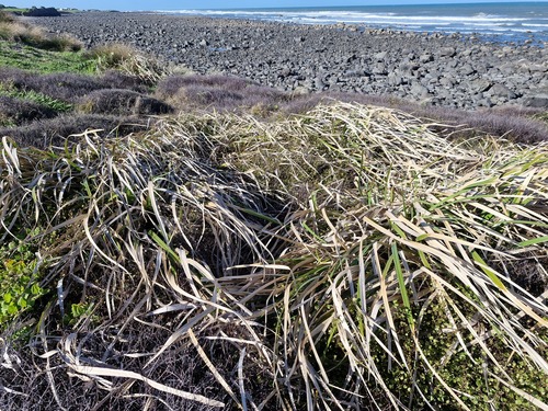 Cyperus ustulatus observed 2026-10-17