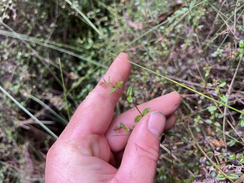 Gonocarpus incanus, 2026-10-19