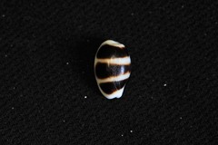 Palmadusta asellus