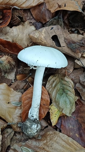 Amanita phalloides alba