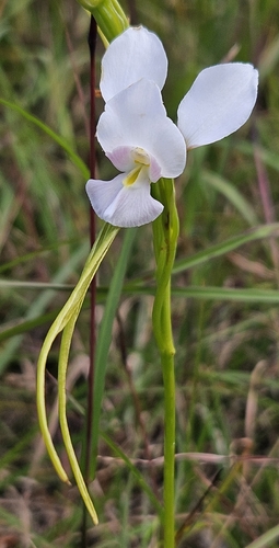 Diuris punctata observed 2026-10-19