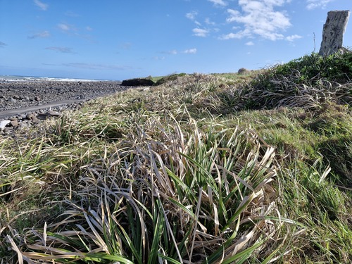 Cyperus ustulatus observed 2026-10-17