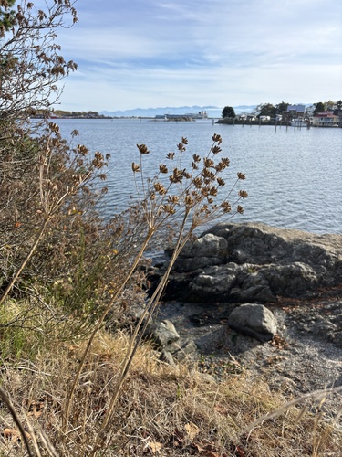 Lomatium observed 2026-10-18