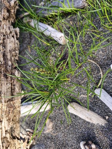 Triglochin striata observed 2026-10-17