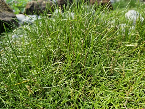 Triglochin striata observed 2026-10-17