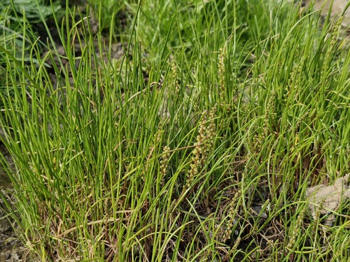 Triglochin striata observed 2026-10-17
