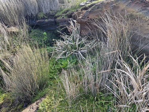 Cyperus ustulatus observed 2026-10-17