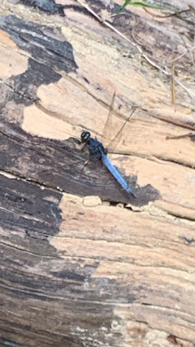 Blue Marsh Hawk